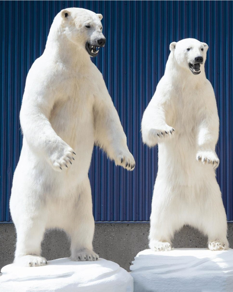 财虎标本—— 北极熊皮北极熊标本非洲狮标本狼标本棕熊标本等全球进口为