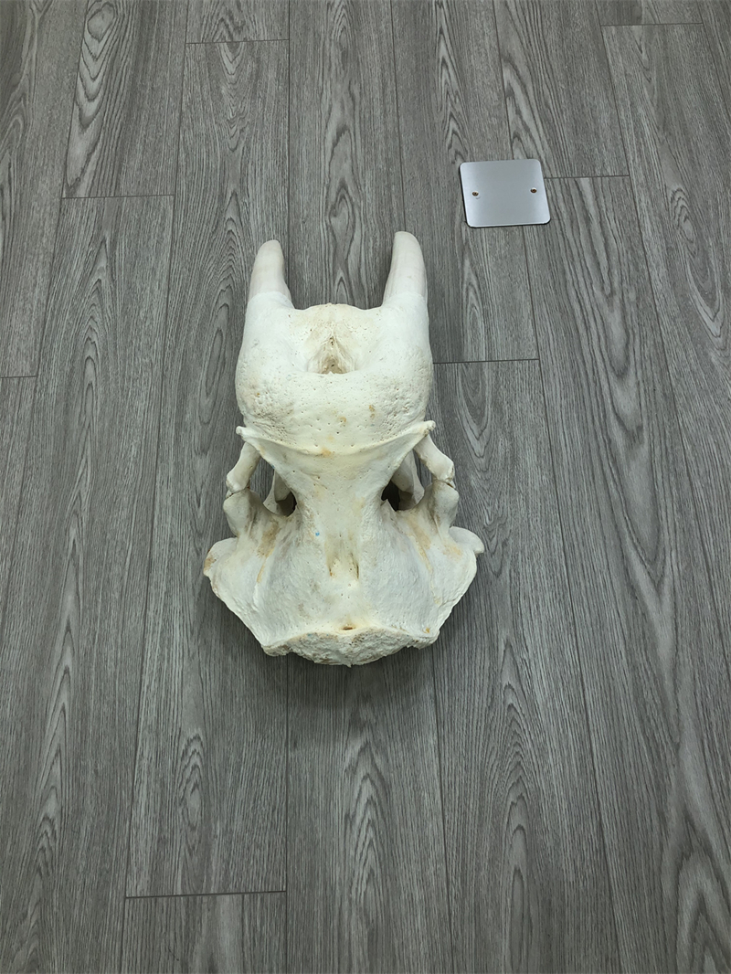 海象头骨标本 —— 财虎标本