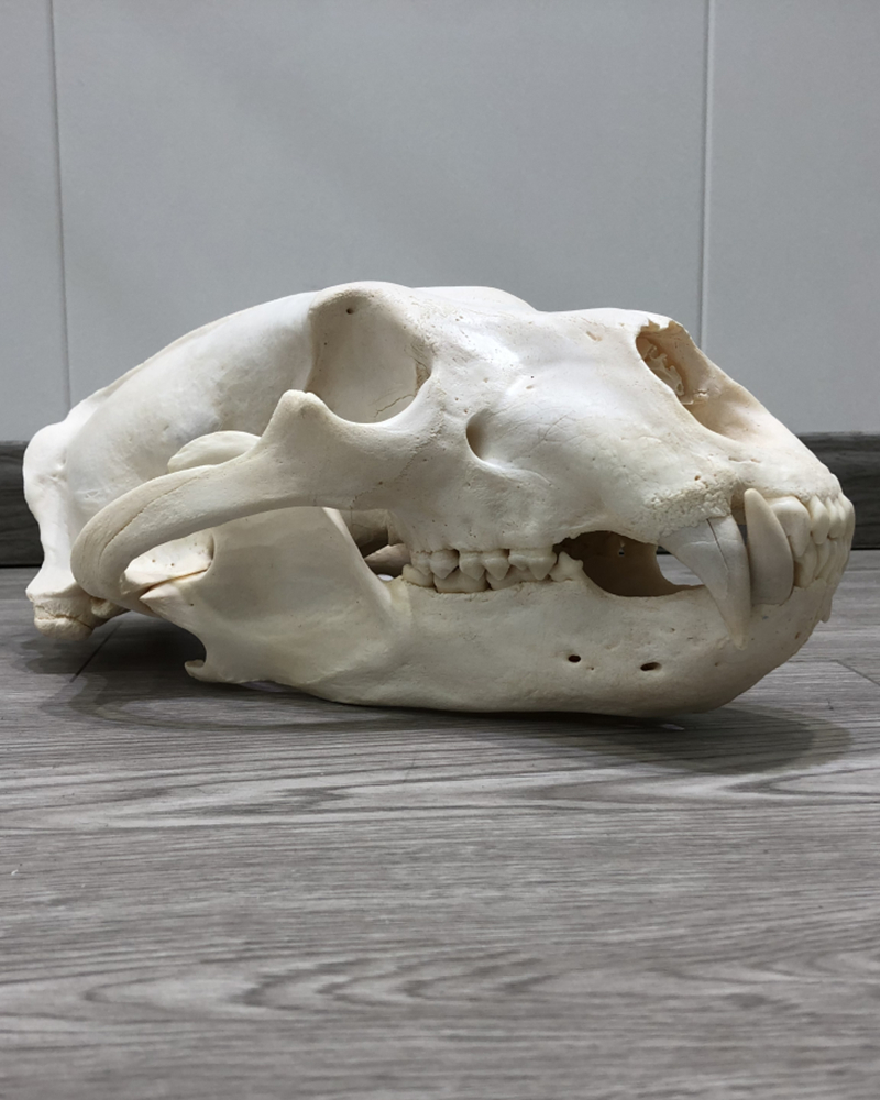 北极熊头骨标本—— 财虎标本
