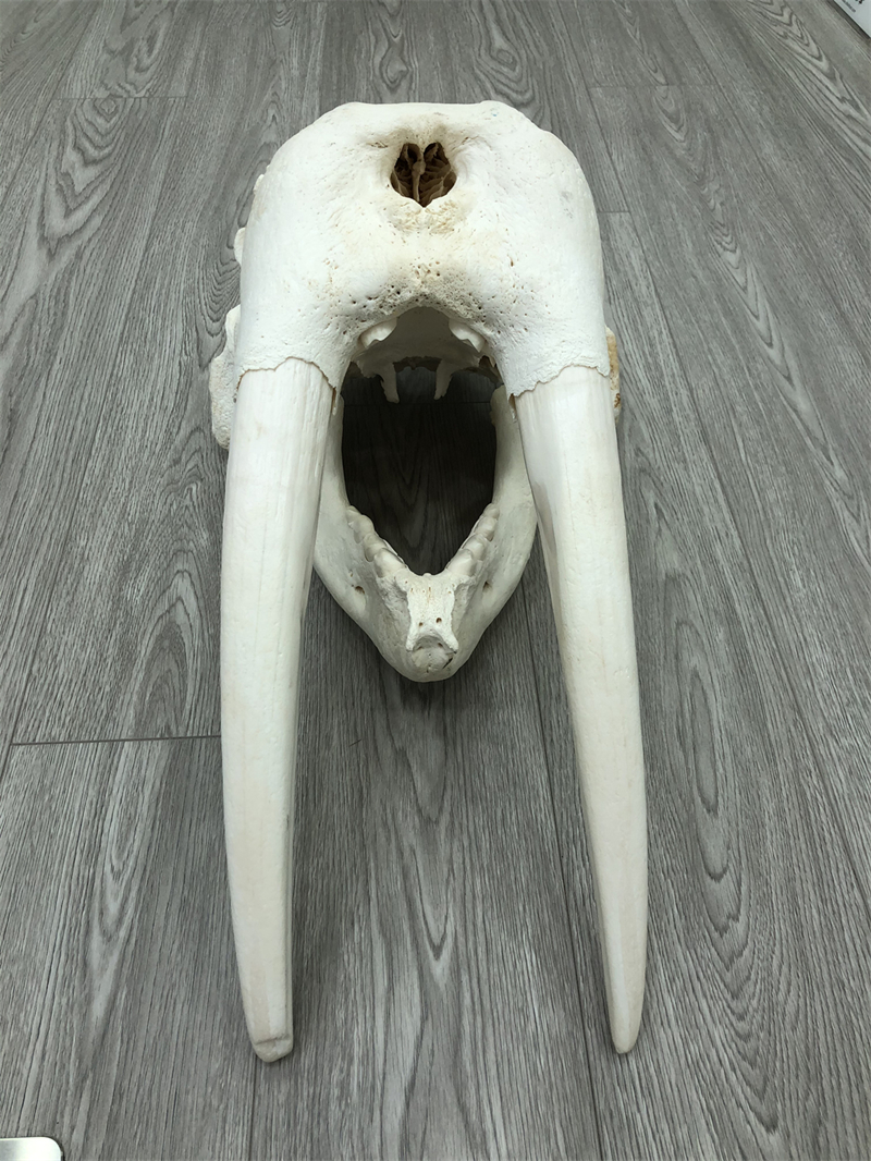 海象头骨标本 —— 财虎标本