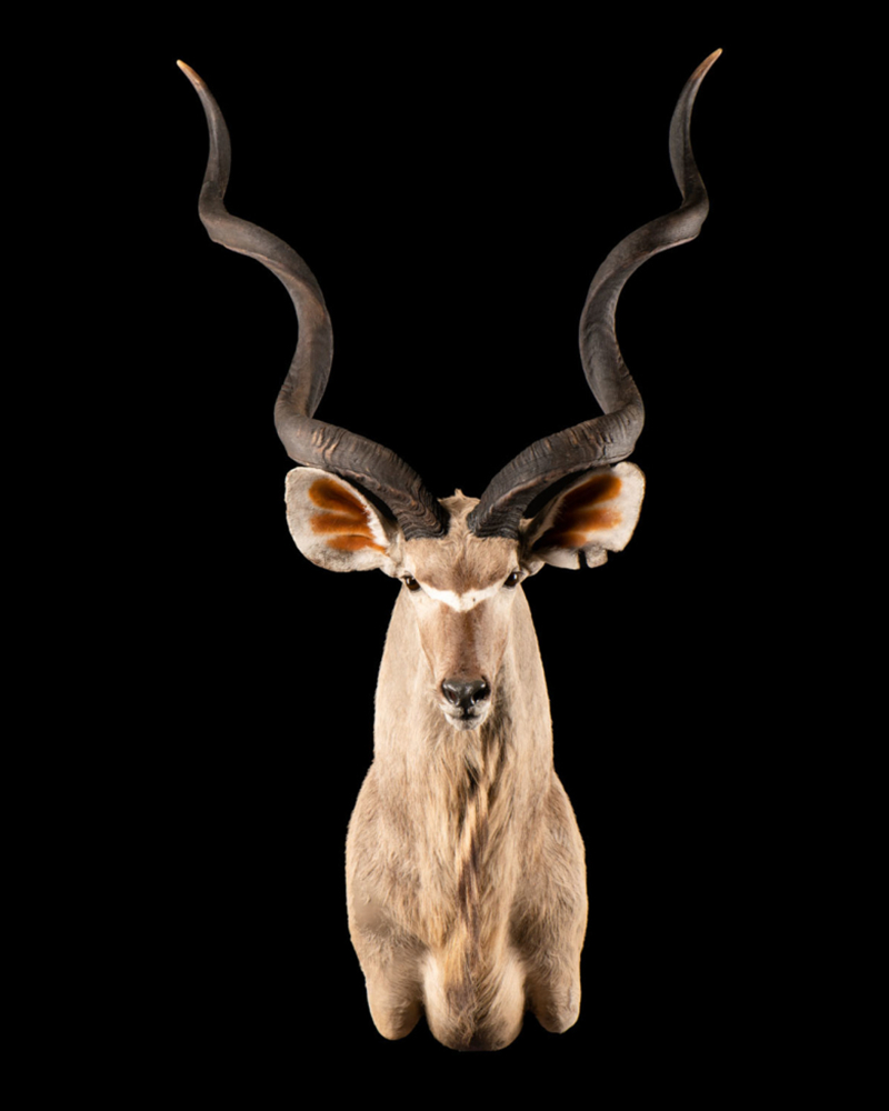 扭角林羚头肩标本—— 财虎标本